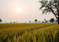 Satellites and Farmers Join Forces to Track Drought's Toll on Nigeria's Rice Harvests