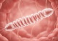 Novel Pig Gut Spirochete Brachyspira burroughii Identified During Swine Dysentery Surveillance