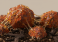 Iron Oxides Control How Bacterial Slime Persists in Soils