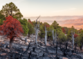 Drought Then Fire Pushed Big Bend's Piñon-Juniper Forests Toward Collapse