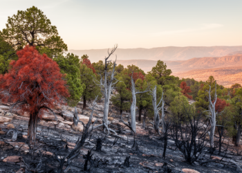 Drought Then Fire Pushed Big Bend's Piñon-Juniper Forests Toward Collapse