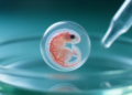 Common Immunosuppressant Disrupts Blood Vessel Growth in Zebrafish Embryos