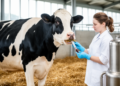 High-Yielding Dairy Cows Carry More Resistance and Virulence Genes in the Rumen
