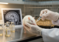 Branched-Chain Amino Acid Supplements Partially Ease Hormone Disruption After Brain Injury in Rats