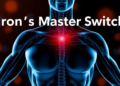 Iron's Master Switch: How Cells and the Body Keep the Perfect Balance
