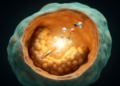 Gallium-68 Vinyl Sulfone Probes Target Tumor Cathepsins in Preclinical PET Study