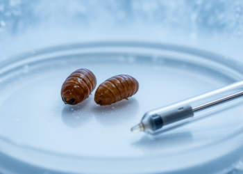 Cooler Pupae, Tougher Adults: Developmental Temperature Shapes Cold Tolerance in Two Invasive Fruit Flies