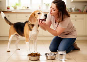 Beagles in UK homes face obesity and dental disease but live reasonably long lives