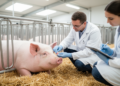 Genome-Wide Scan of 3263 Sows Pinpoints DNA Variants Tied to Difficult Labour in Pigs