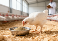 Gastrodia elata Powder Reshapes Gut Microbes in Broilers, Leaves Blood Chemistry Largely Unchanged