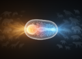 BMP Signalling: The Ancient Body Axis Blueprint That Keeps Reinventing Itself