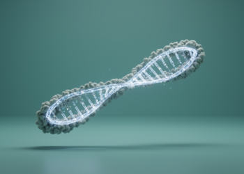 Slime mold ribosomal DNA chromosome mapped from end to end