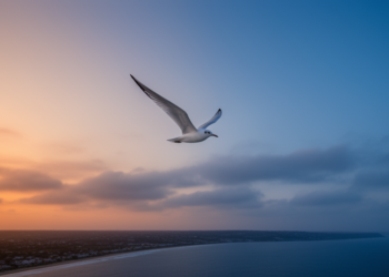 Seabirds Flying Across Time Zones Get Jet Lag That Steers Them Off Course