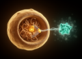 Fungus study reveals how a histone mark switches on a key antioxidant enzyme