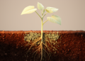 Soil bacterium Bacillus altitudinis JZBQ5 boosts cucumber growth through root and rhizosphere changes