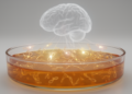 Circulating miRNAs may flag who develops epilepsy after a first seizure