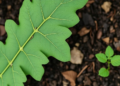 Nitrogen-Rich Leaf Litter Turns Soil Microbes into Carbon Storage Machines