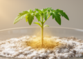 Salt-Tolerant Microbial Consortium M9 Boosts Tomato Growth and Reshapes Root Bacteria