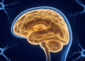 Hidden RNA Switches in the Human Brain Reveal New Genetic Routes to Alzheimer's and Parkinson's Disease
