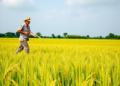 Half the Straw, Full Fertility: The Sweet Spot for Climate-Smart Rice Farming