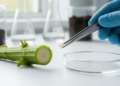 Microbial Sources and Stress Shape the Hidden Endophytes of an Invasive Plant