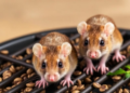 Chia Seeds Outshine Vitamin E in Shielding Mice From Grill-Smoke Carcinogen Damage