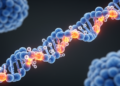 ATR Inhibitor Ceralasertib Paired With Olaparib Shows Promise in BRCA-Mutant Breast Cancer