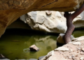 Hidden Water in Rock Helps Trees Survive Drought, Study Finds
