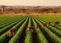 Monoculture Farms Are Silently Cutting Off West Africa's Guinea Baboons