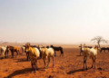 Better forecasts alone cannot save Africa's poorest herders from drought