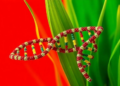 A Hidden DNA Insertion Paints Quinoa Leaves in Red and Green