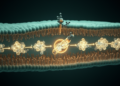 Scientists discover the molecular switch that lets TNF trigger cell death