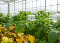 Rising CO2 May Speed Potato Leaf Aging by Weakening Antioxidant Defenses