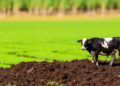 Why Manure Alone Cannot Lock Carbon Into Greenhouse Soils