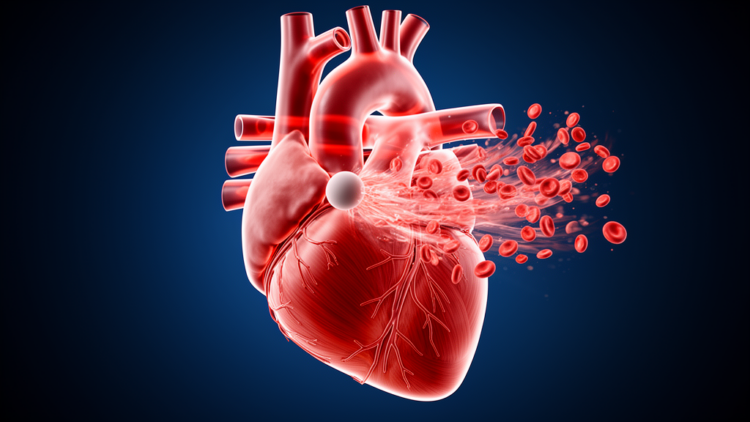 When the Heart Takes a Hit: Timing Determines How Blunt Chest Impact Disturbs Blood Flow