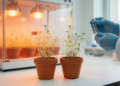Two Famous Lab Strains of Arabidopsis React Alike to Heat, Metabolomics Study Finds