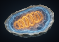 Oyster Parasite Reveals Ancient Blueprint of Divergent Mitochondrial Machinery