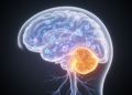 Cerebellar Structure and Brain Chemistry Imbalance Linked to Autism Traits in Children