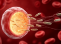 Malaria Parasites Must Burrow Through Cells to Spark Vaccine Protection, Study Finds