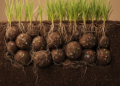 Hidden Fungus Inside Ryegrass Rewrites the Microbial Map of Soil, Aggregate by Aggregate