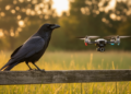 Crows Teach a Smarter Algorithm: Multi-Strategy Upgrade Tackles Optimization and Drone Control