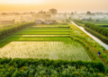What Surrounds the Rice Field Matters More Than What Happens Inside It