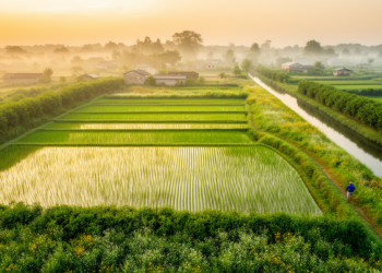 What Surrounds the Rice Field Matters More Than What Happens Inside It