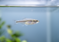 Zebrafish Rewire Their Guts Over Generations to Survive Protein Starvation