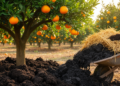 Rice Straw and Sewage Sludge Compost Boosts Citrus Soil Health Without Hurting Fruit