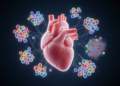 Scientists map the developing human heart cell by cell and reveal how Down syndrome disrupts it