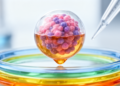 Tumor Organoids Get a Four-Layer Upgrade in the Push for Precision Cancer Care