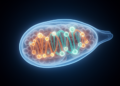 How Embryos Police the Evolution of Duplicated Genes in Salmon