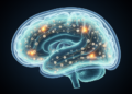 First Multiomic Atlas Reveals How the Human Brain's Protective Layers Build Their Immune Defenses