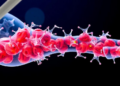 Cell Death Debris Turns Out to Be a Master Regulator of Bone Renewal